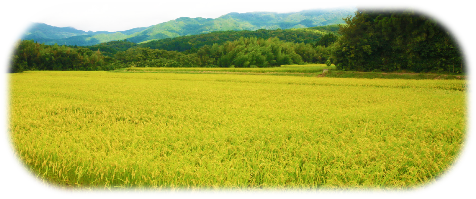 契約農家から仕入れた新潟コシヒカリを使用しているので、とっても美味しいお米です